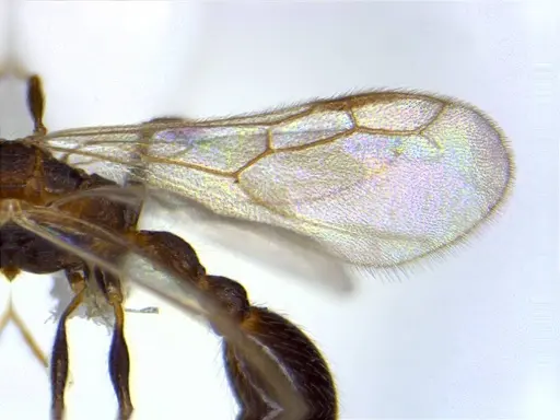 Romblonella longinoi - CASENT0617021