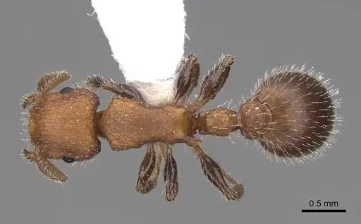 Romblonella longinoi - CASENT0922821