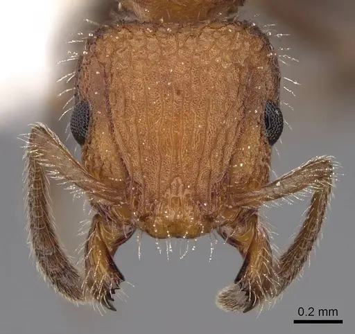 Romblonella longinoi - CASENT0922821