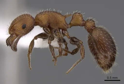 Romblonella longinoi - CASENT0922821