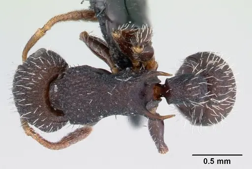 Romblonella opaca specimen