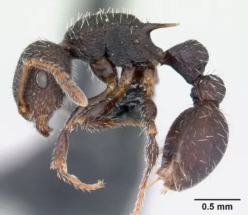 Romblonella opaca specimen