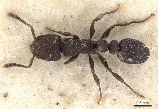 Romblonella opaca - CASENT0901372