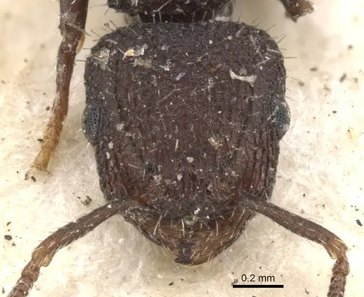 Romblonella opaca - CASENT0901372