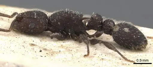 Romblonella opaca - CASENT0901372