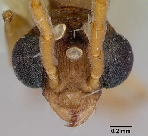 Romblonella palauensis specimen