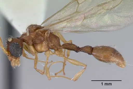 Romblonella palauensis specimen