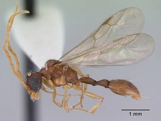 Romblonella palauensis - CASENT0172306