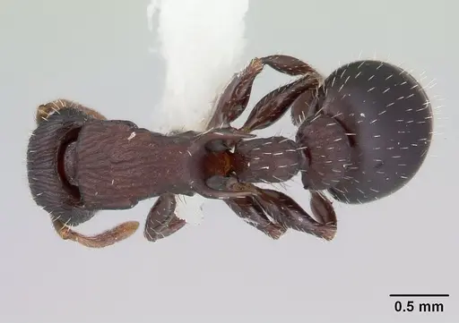 Romblonella palauensis - CASENT0178524