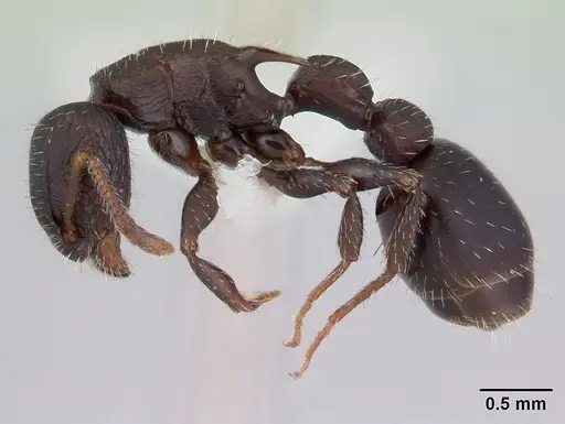 Romblonella palauensis - CASENT0178524