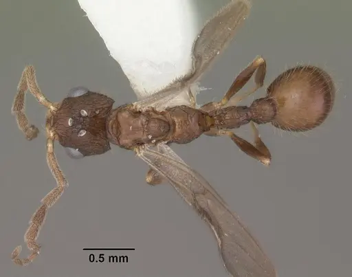 Romblonella scrobifera specimen