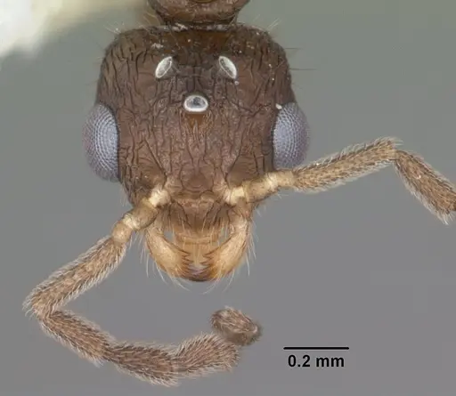 Romblonella scrobifera specimen