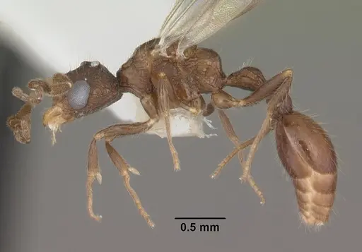 Romblonella scrobifera specimen