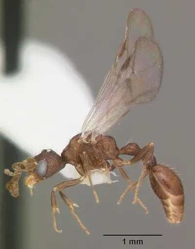 Romblonella scrobifera - CASENT0010806