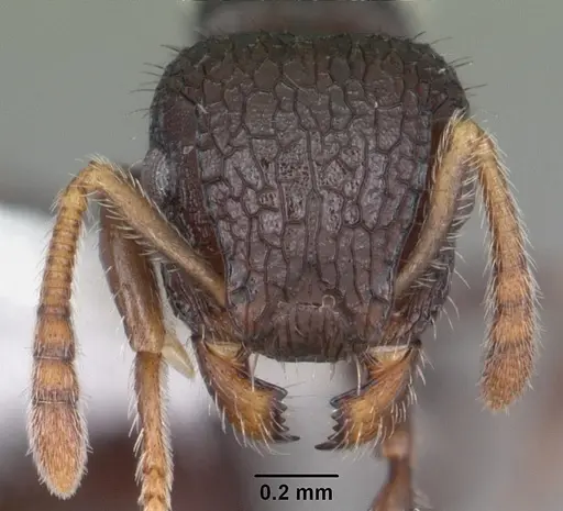 Romblonella scrobifera - CASENT0010935