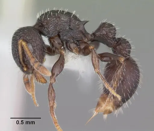 Romblonella scrobifera - CASENT0010935