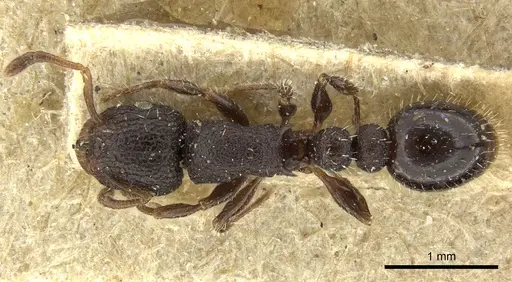 Romblonella scrobifera - CASENT0013155