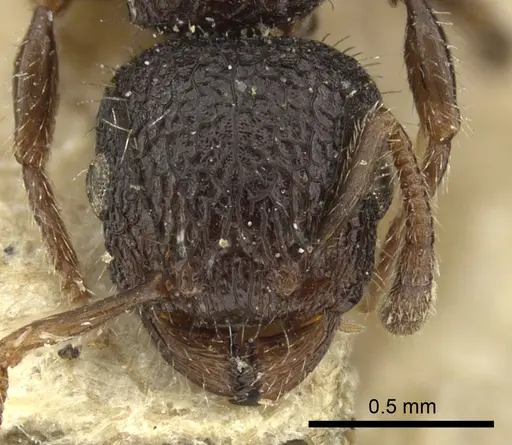 Romblonella scrobifera - CASENT0013155