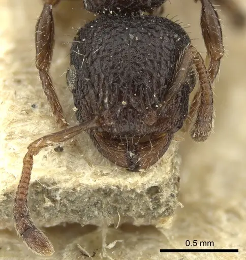 Romblonella scrobifera - CASENT0013155