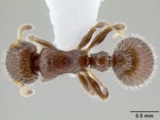 Romblonella scrobifera - CASENT0106224