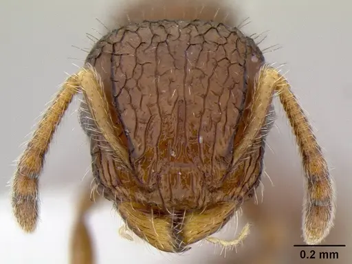 Romblonella scrobifera - CASENT0106224