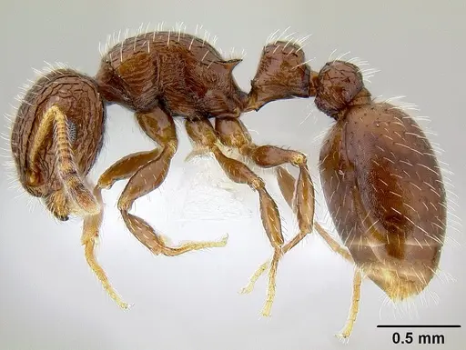 Romblonella scrobifera - CASENT0106224