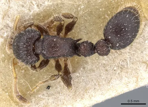 Romblonella scrobifera - CASENT0904851