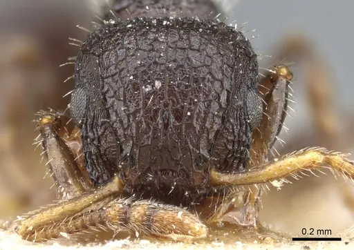 Romblonella scrobifera - CASENT0904851