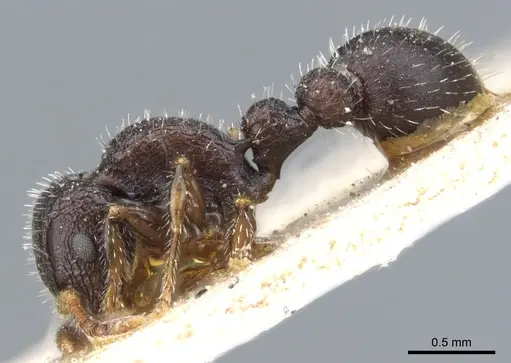 Romblonella scrobifera - CASENT0904851