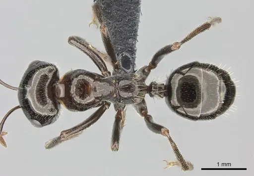 Rossomyrmex anatolicus specimen