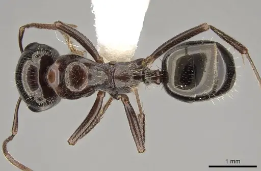 Rossomyrmex anatolicus - CASENT0914580
