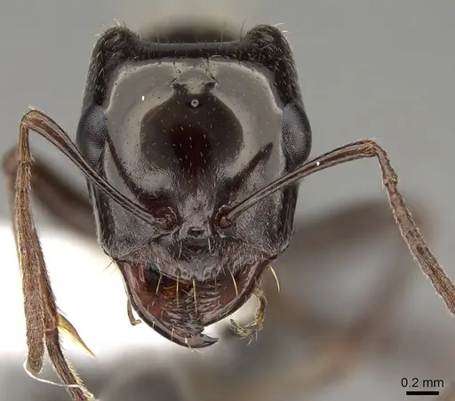 Rossomyrmex anatolicus - CASENT0914580