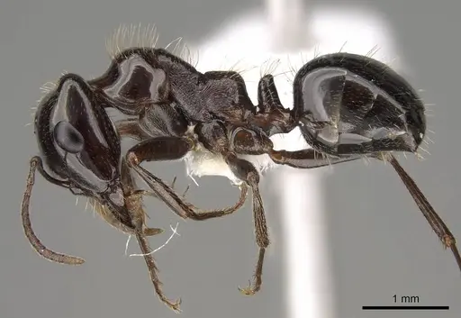 Rossomyrmex anatolicus - CASENT0914580