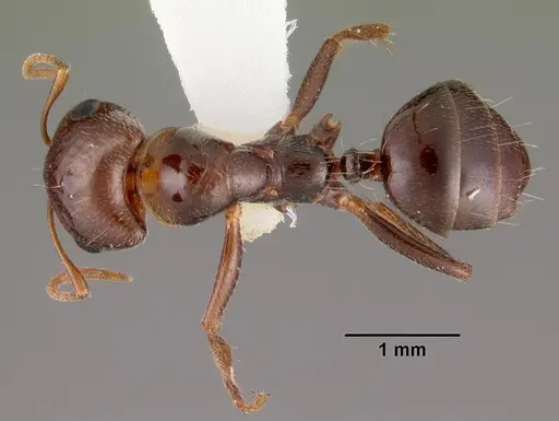 Rossomyrmex minuchae specimen