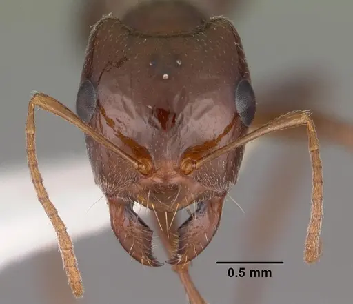 Rossomyrmex minuchae specimen