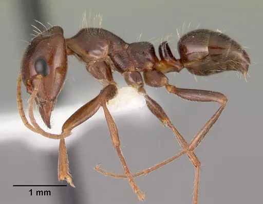Rossomyrmex minuchae specimen
