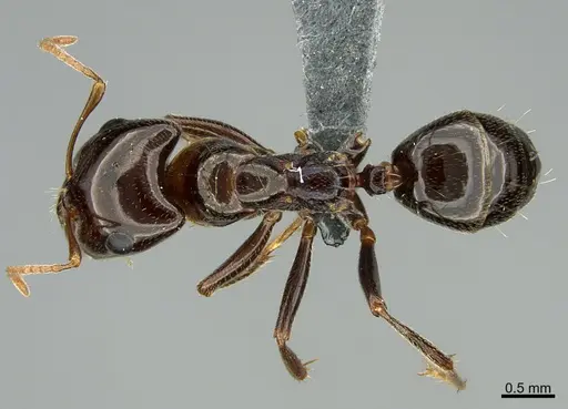 Rossomyrmex minuchae - CASENT0277297