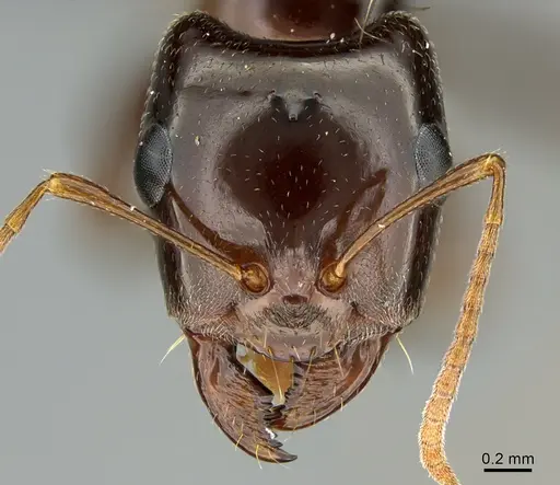 Rossomyrmex minuchae - CASENT0277297