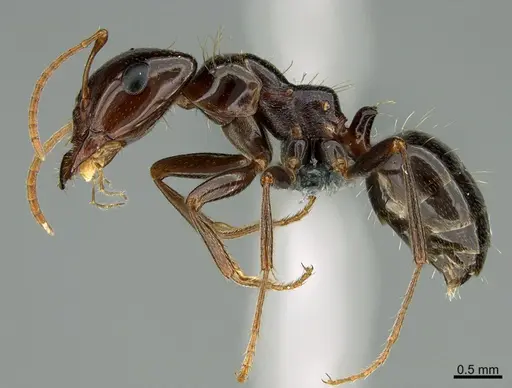 Rossomyrmex minuchae - CASENT0277297