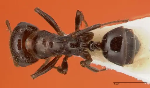 Rossomyrmex minuchae - FOCOL0554