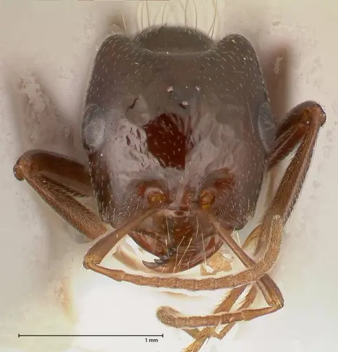 Rossomyrmex minuchae - FOCOL0554