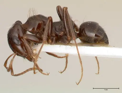 Rossomyrmex minuchae - FOCOL0554