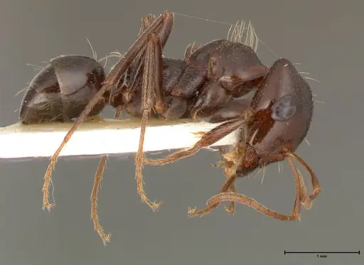 Rossomyrmex minuchae - FOCOL0554