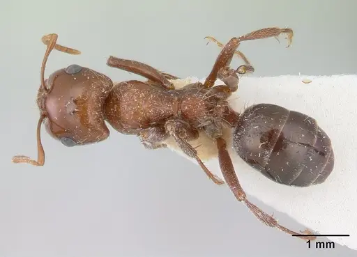 Rossomyrmex proformicarum specimen