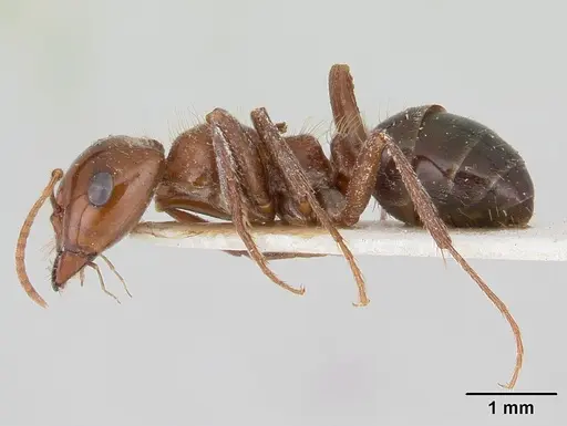 Rossomyrmex proformicarum specimen