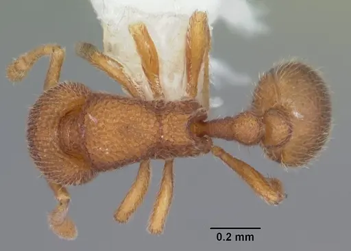 Rostromyrmex pasohensis specimen