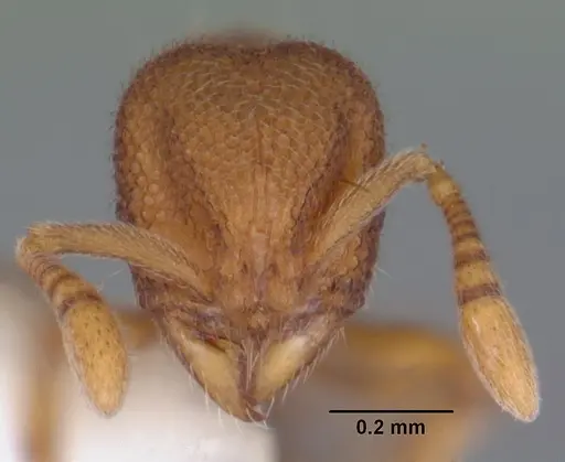 Rostromyrmex pasohensis specimen