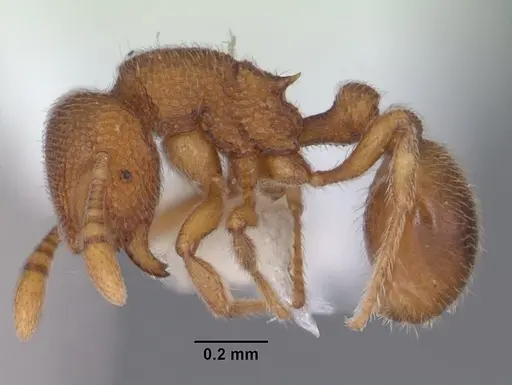 Rostromyrmex pasohensis specimen