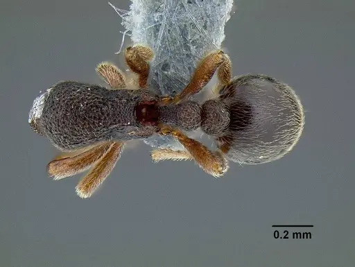 Rostromyrmex pasohensis - CASENT0106343
