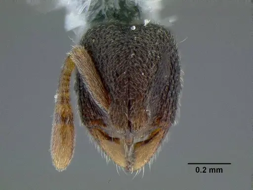 Rostromyrmex pasohensis - CASENT0106343